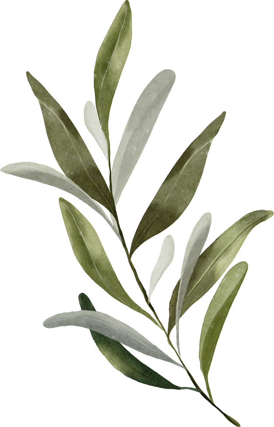 Watercolor of plain dark olive leaf